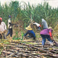 Sugarcane Harvest