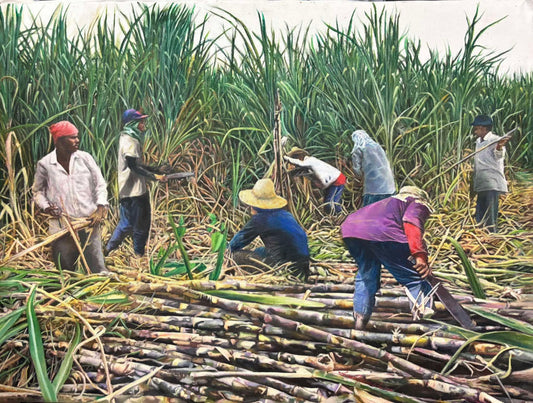 Sugarcane Harvest